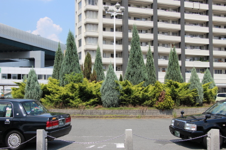大阪モノレール 門真南駅前広場の植樹