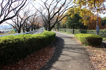 小山田桜台1号緑地脇の歩道